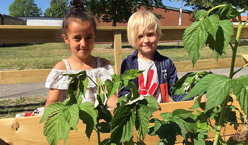 Två elever visar tomatplanta på skolgården