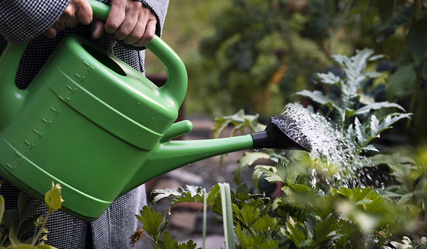 En hand håller i en grön vattenkanna. Ur kannan sprids vatten över gröna växter i en trädgård.
