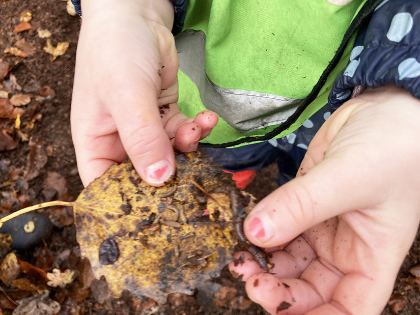 Barnhänder håller ett gult löv med maskar på