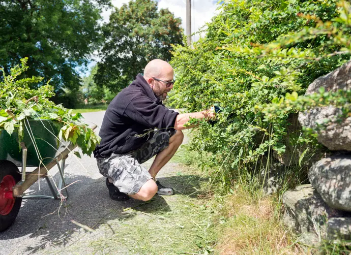 En man klipper en häck med en sekatör. Bredvid mannen står en skottkärra fylld med trädgårdsavfall.