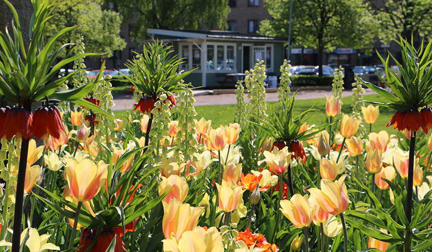 Plantering av blommor i stadsparken. Foto: Sonja Skäär