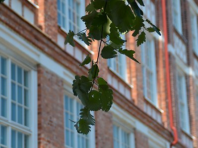 Gröna löv syns framför Krokslätts fabrikers fasader.